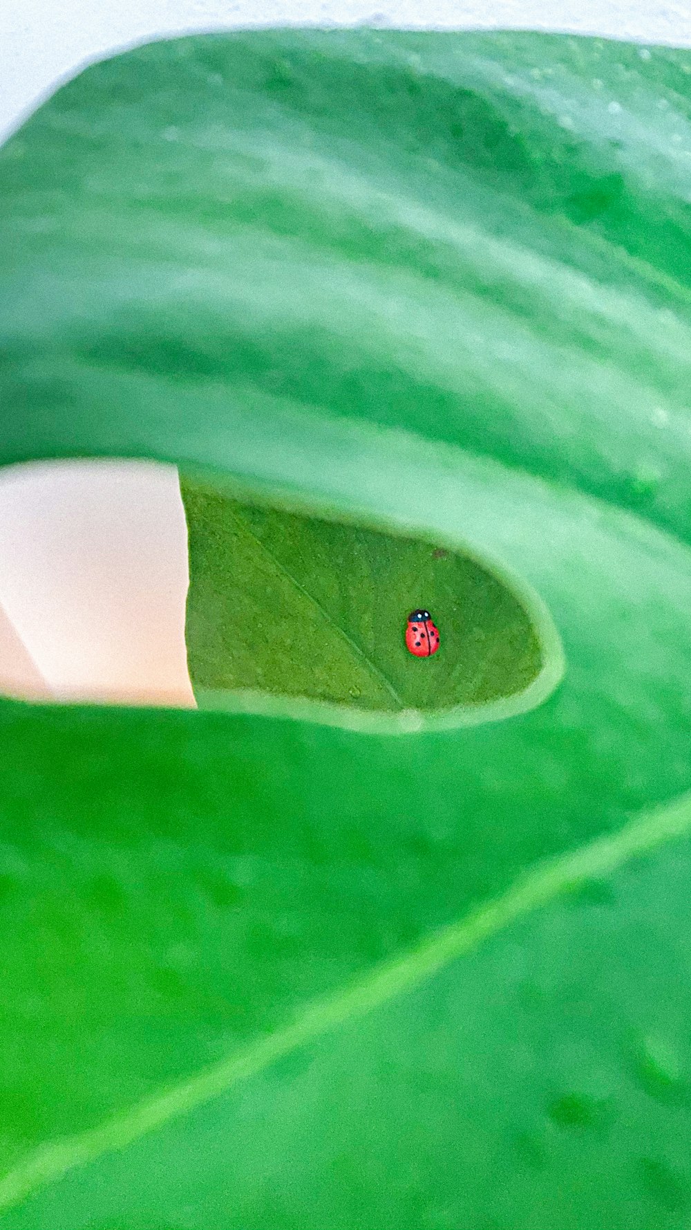 brown bug on green leaf