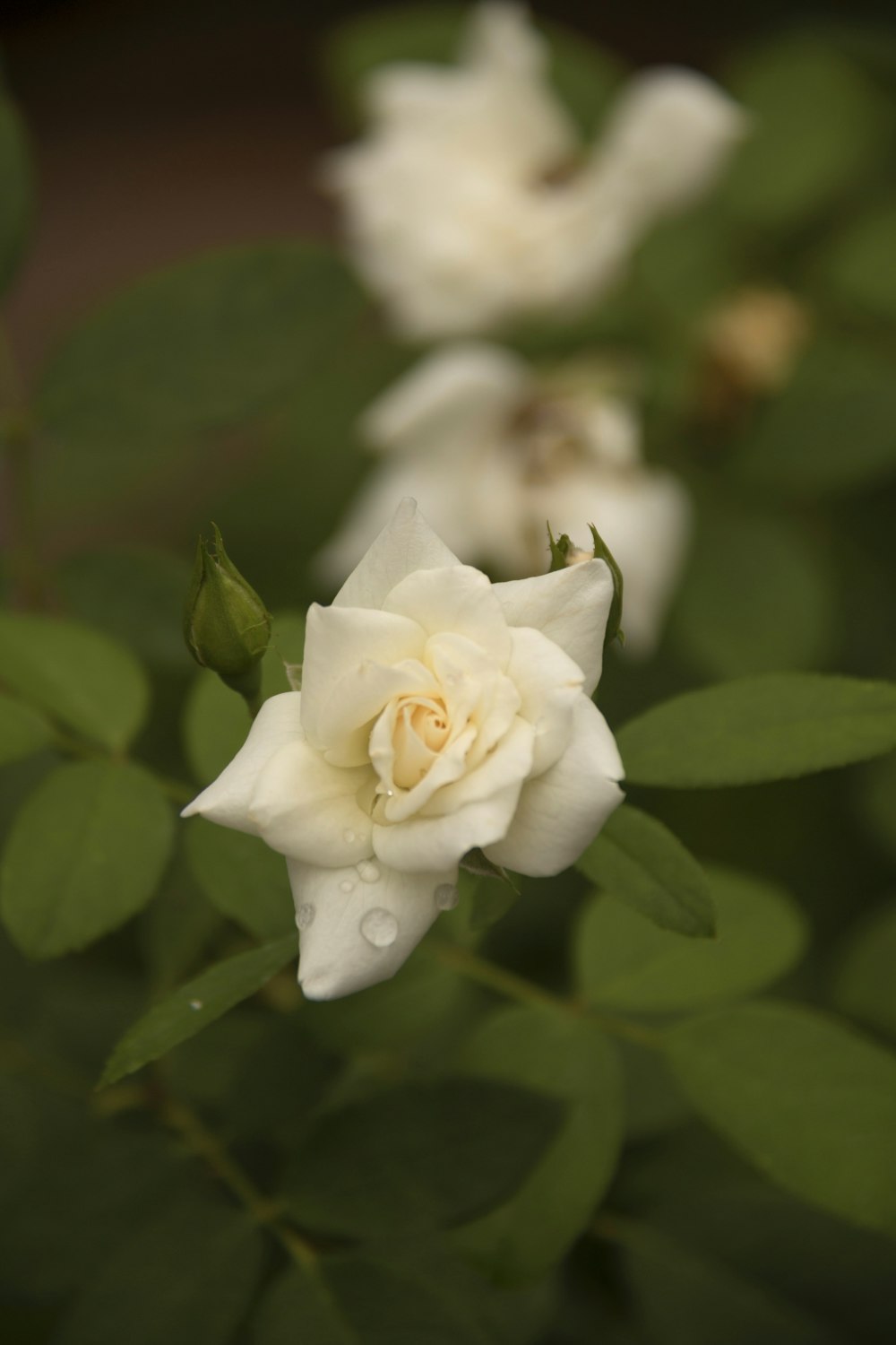 white flower in tilt shift lens