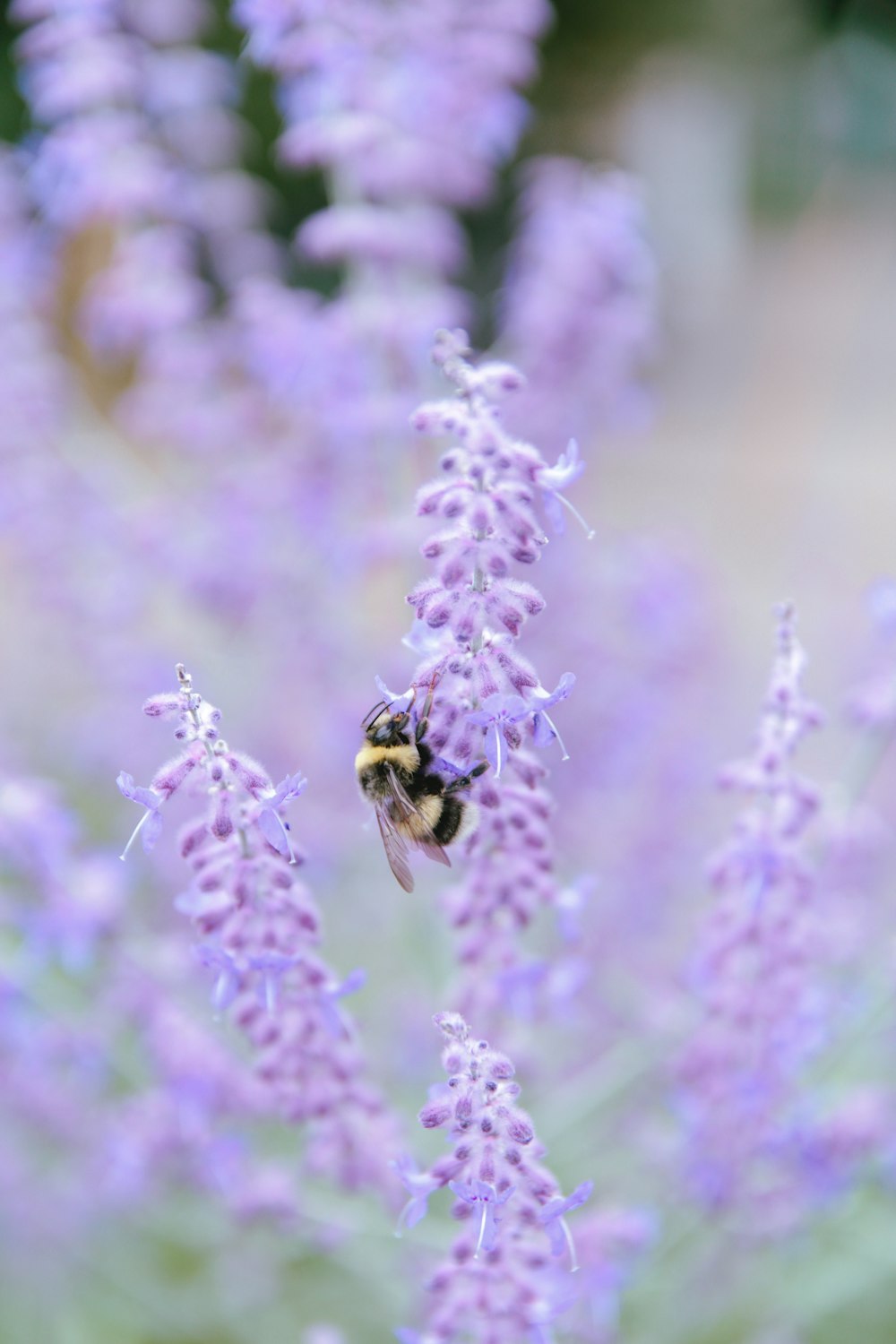 black and yellow bee on purple flower