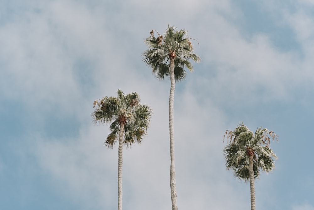 green palm trees under white clouds