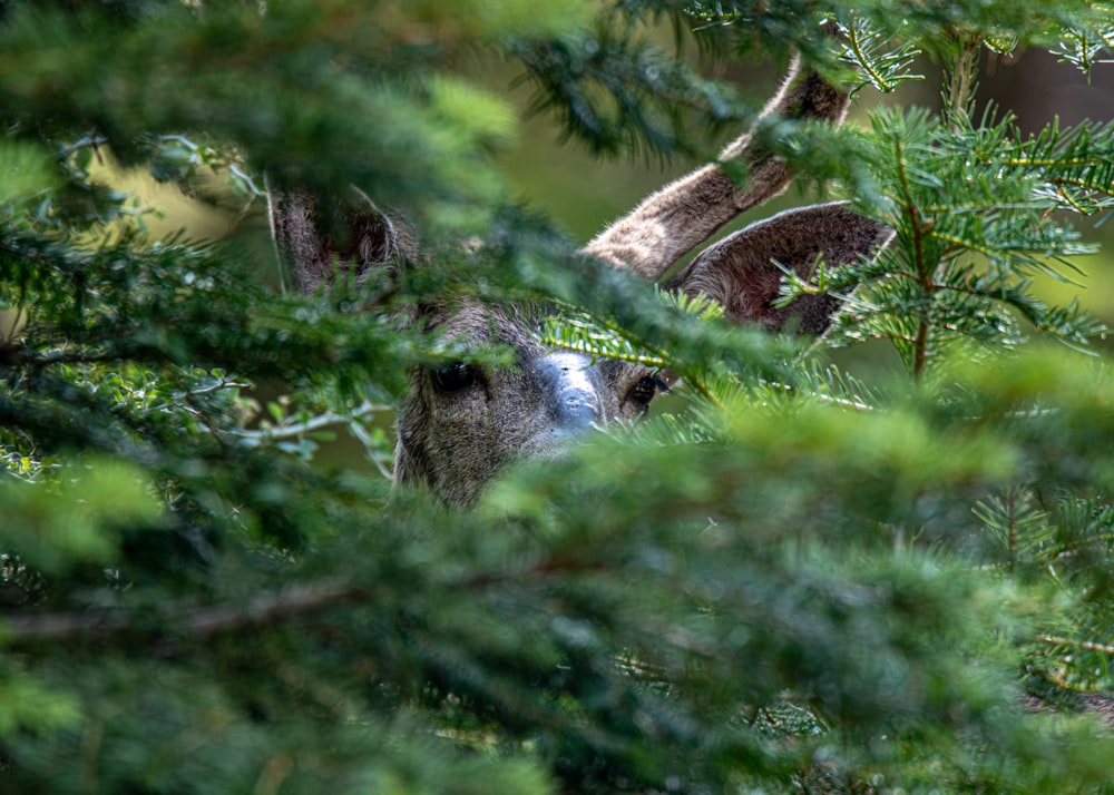 brown and white animal eating grass