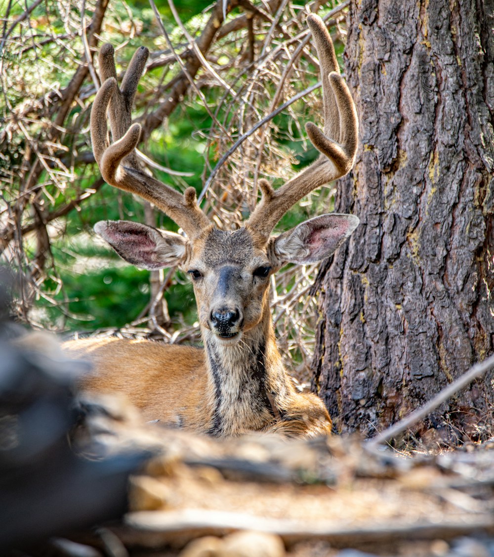 brown deer on brown tree trunk during daytime