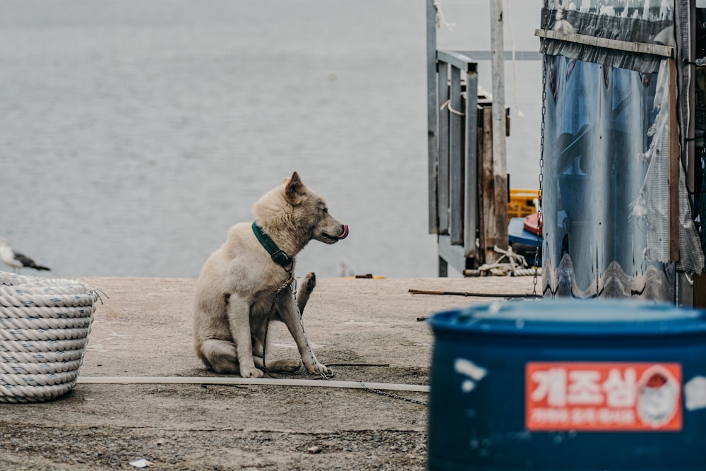 brown short coated dog sitting on gray sand during daytime