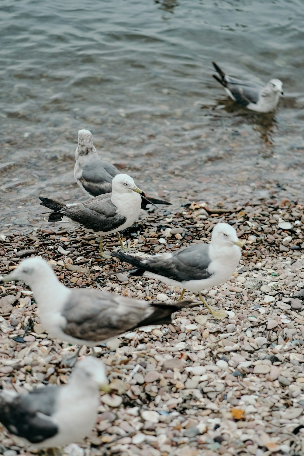 white and gray bird on brown soil