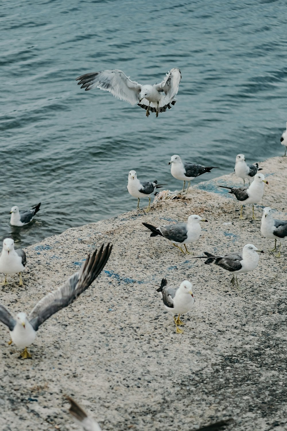 a flock of seagulls standing on a beach next to a body of water