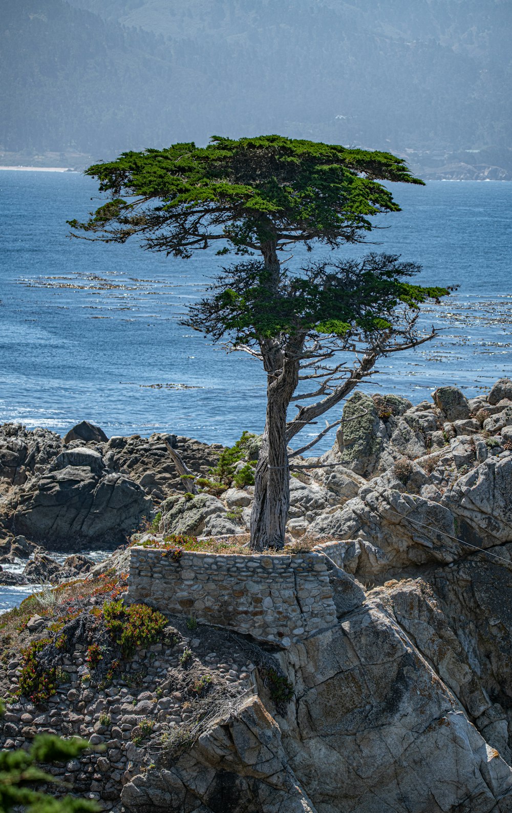 green tree on gray rocky shore during daytime