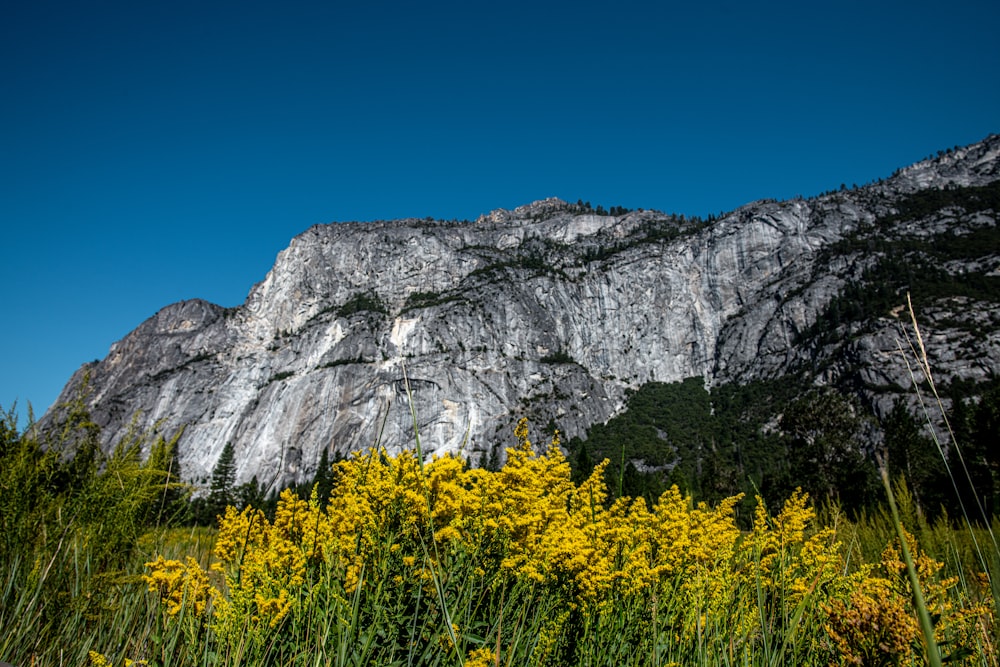 yellow flower near gray rocky mountain during daytime