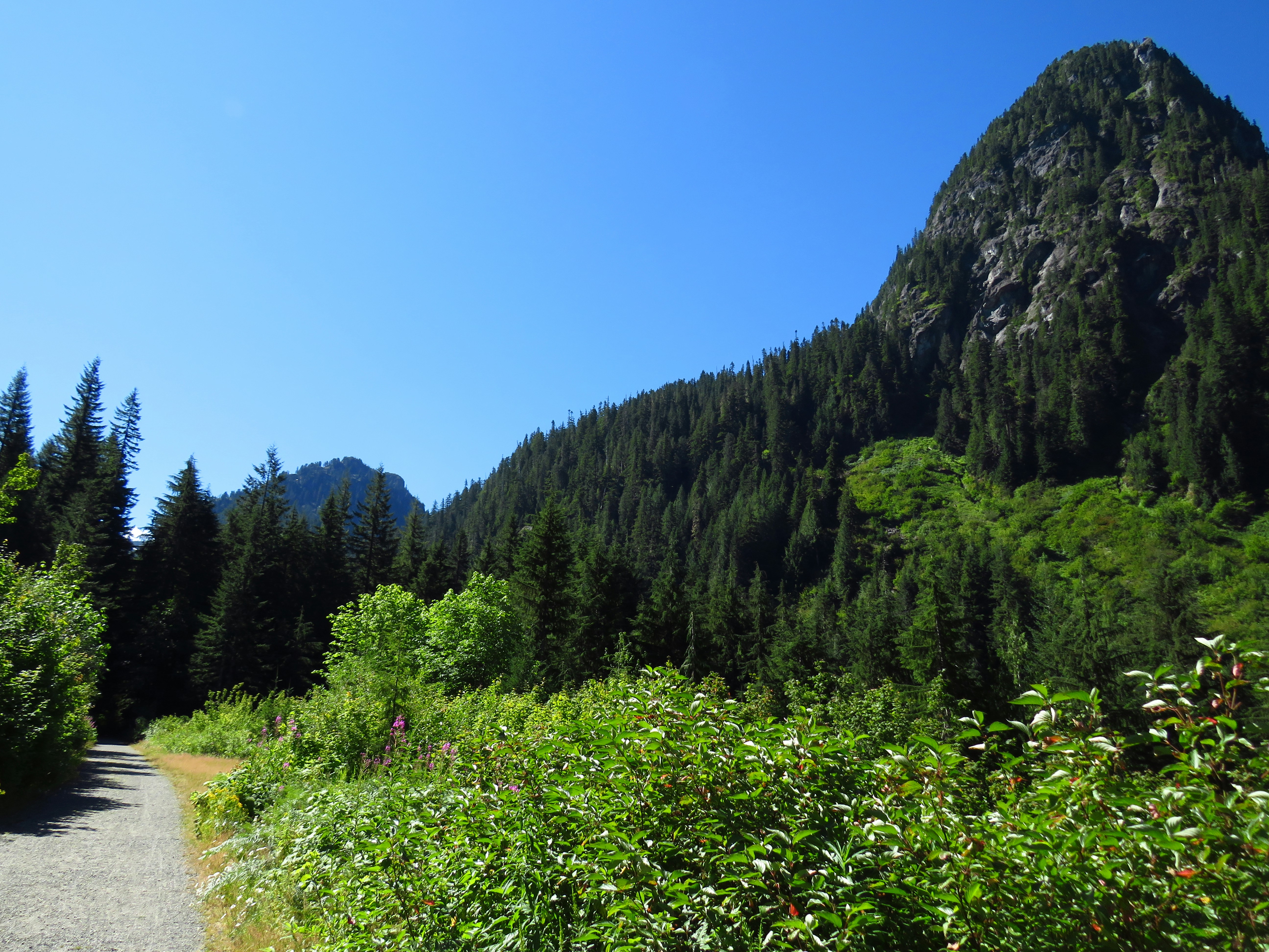 green trees near mountain under blue sky during daytime