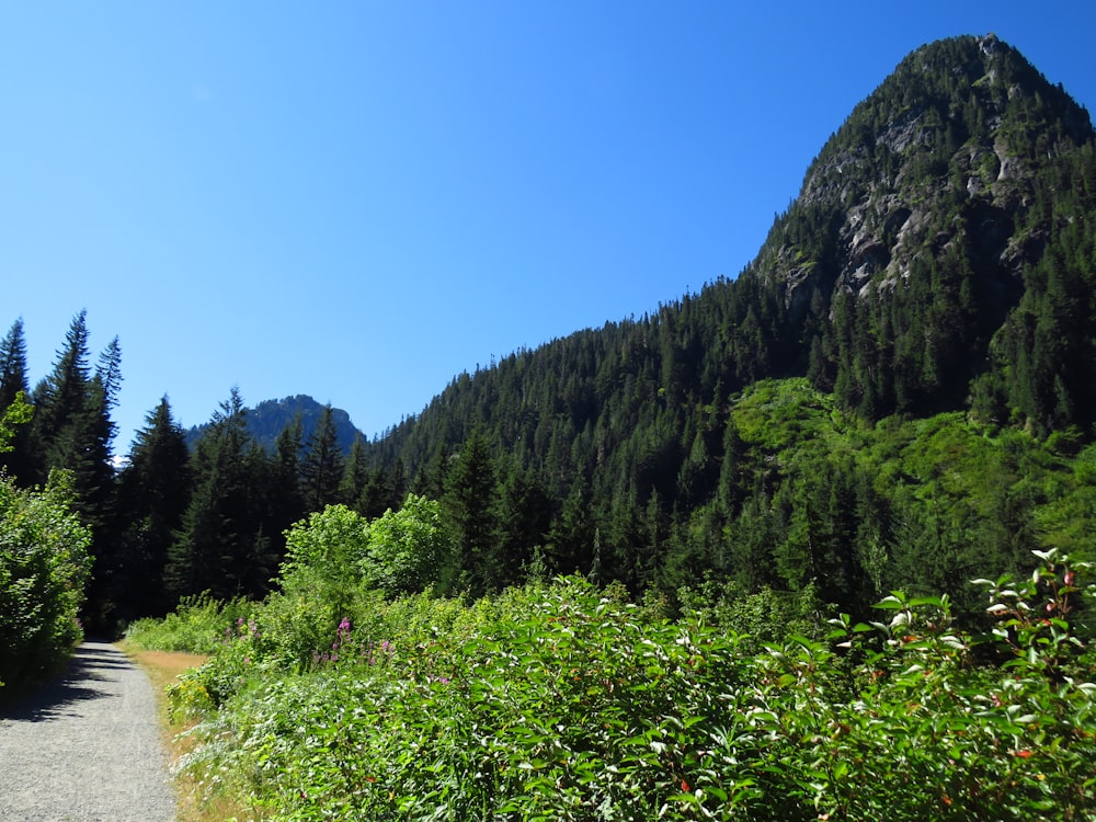 Grüne Bäume in der Nähe von Bergen unter blauem Himmel tagsüber