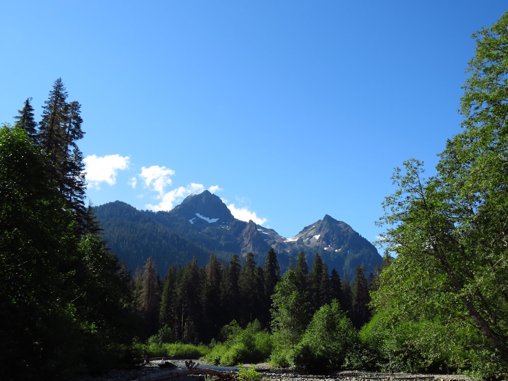 green trees near mountain under blue sky during daytime