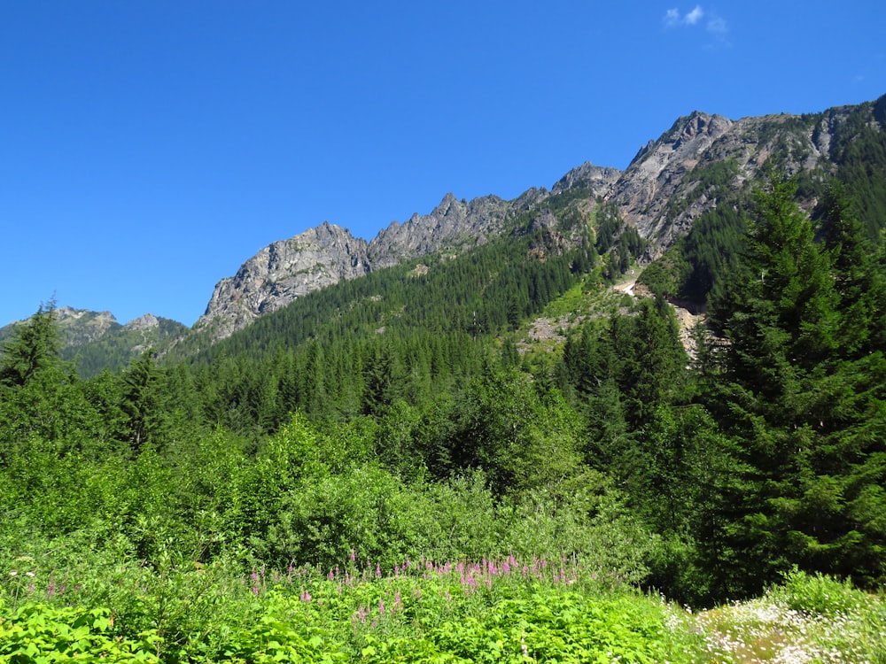 Grüne Bäume in der Nähe von Bergen unter blauem Himmel tagsüber