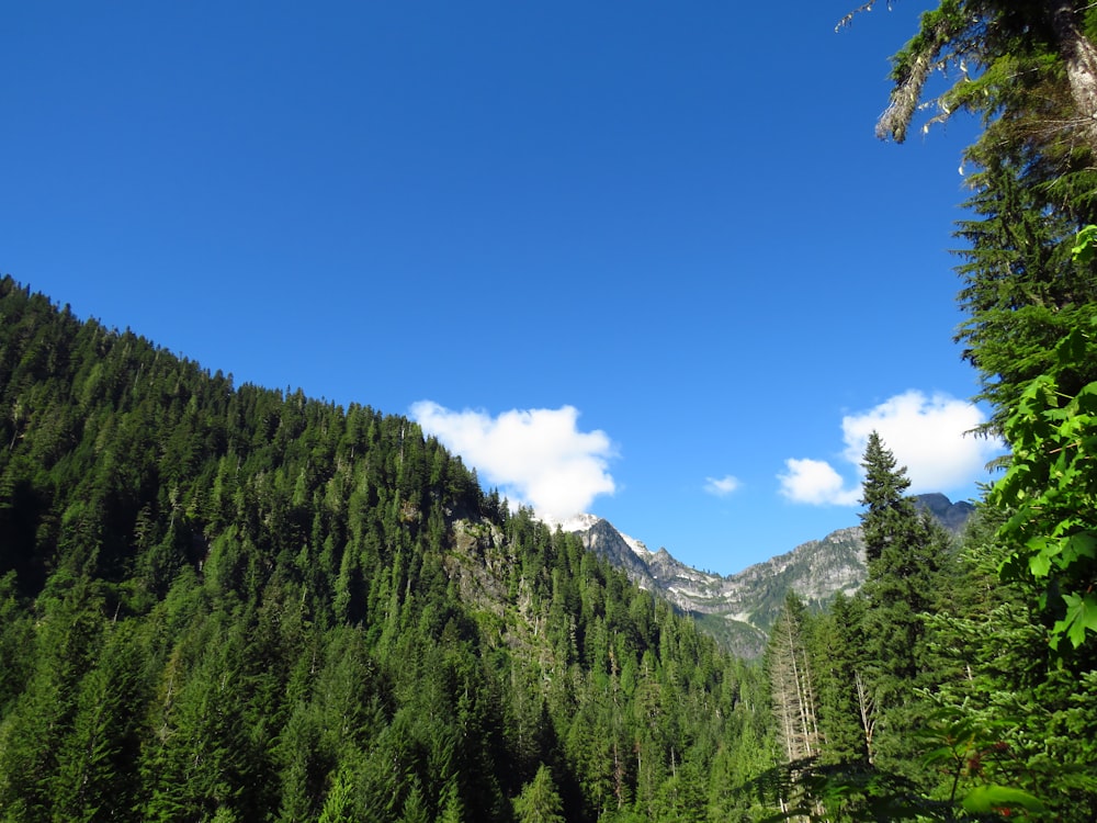 Grüne Bäume am Berg unter blauem Himmel tagsüber