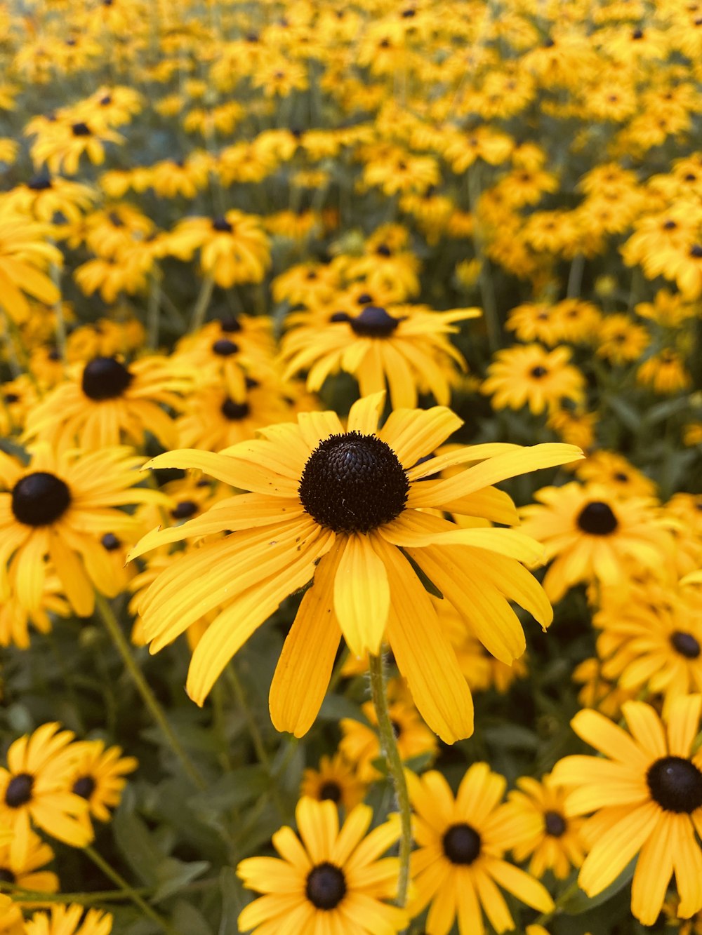 yellow sunflower field during daytime