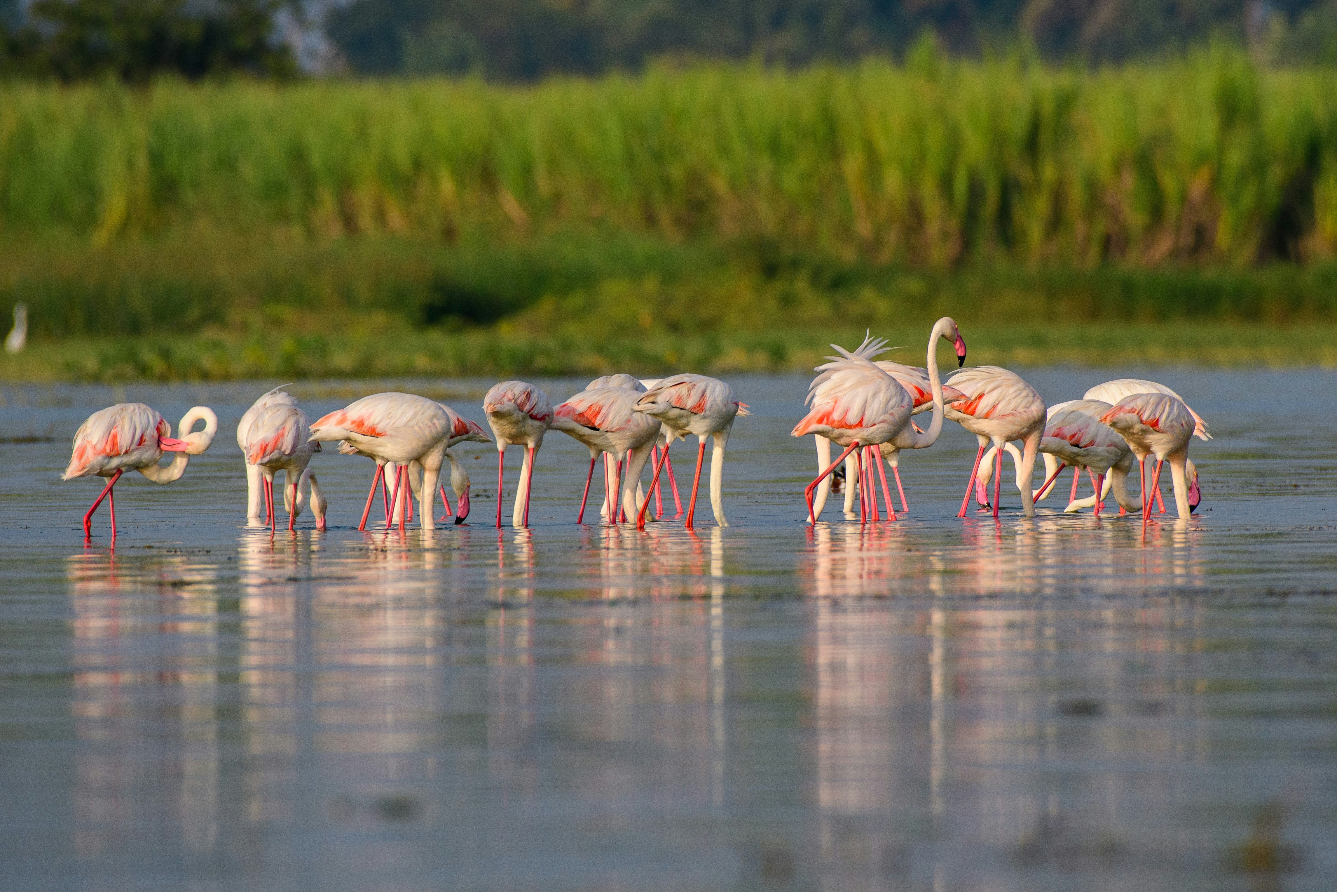 flock of flamingos on water during daytime