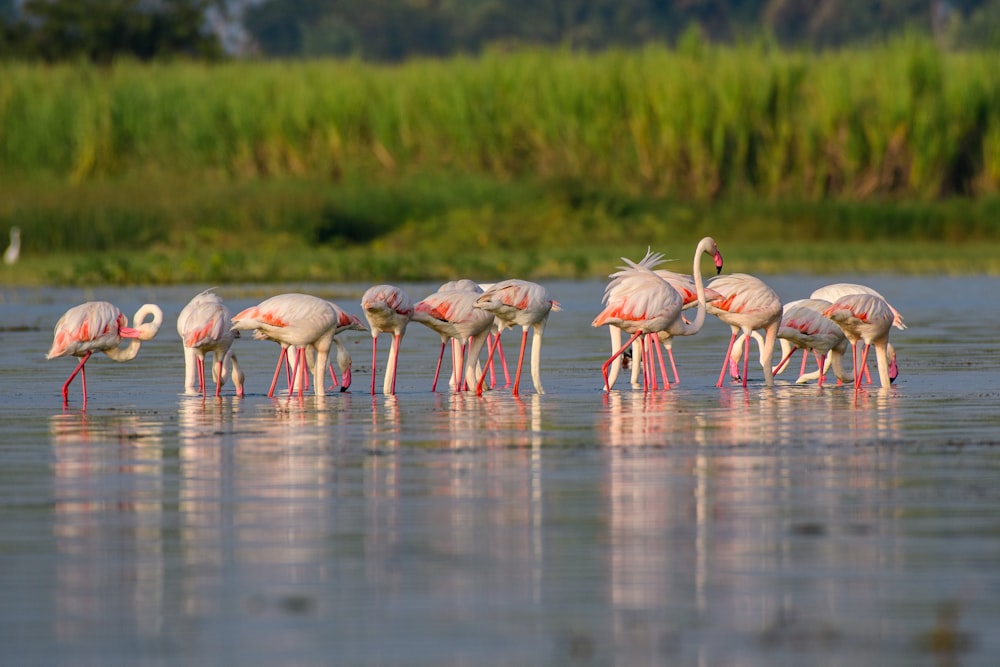 flock of flamingos on water during daytime