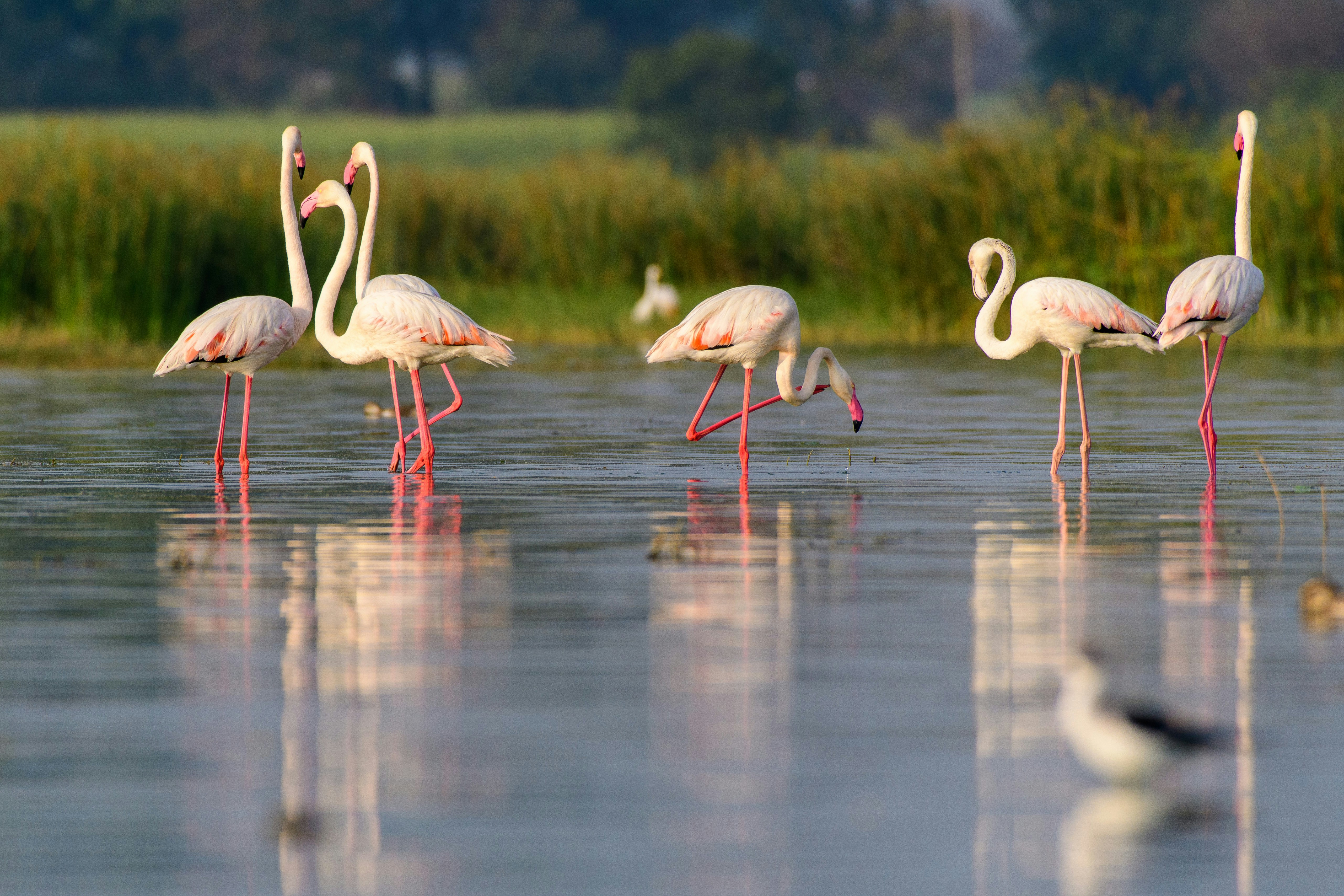 white flamingos on water during daytime
