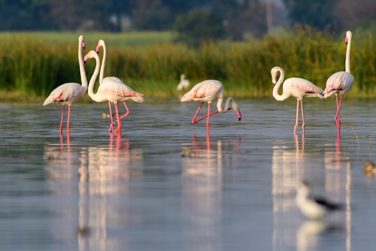 white flamingos on water during daytime in Bhigwan India
