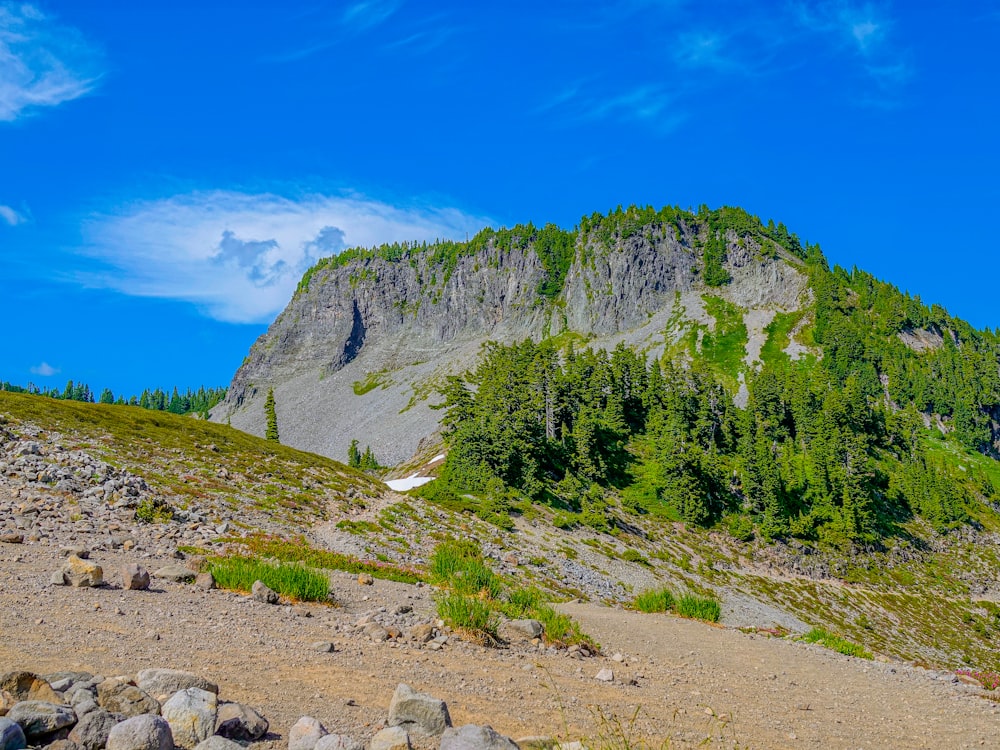 green trees on mountain under blue sky during daytime