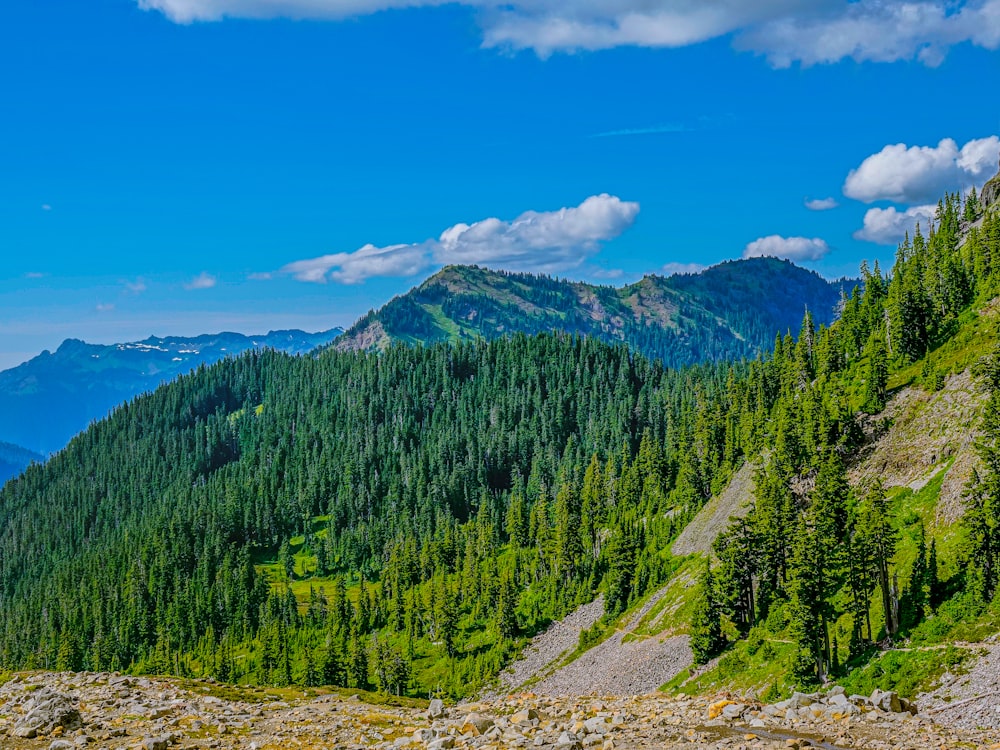 green trees on mountain under blue sky during daytime