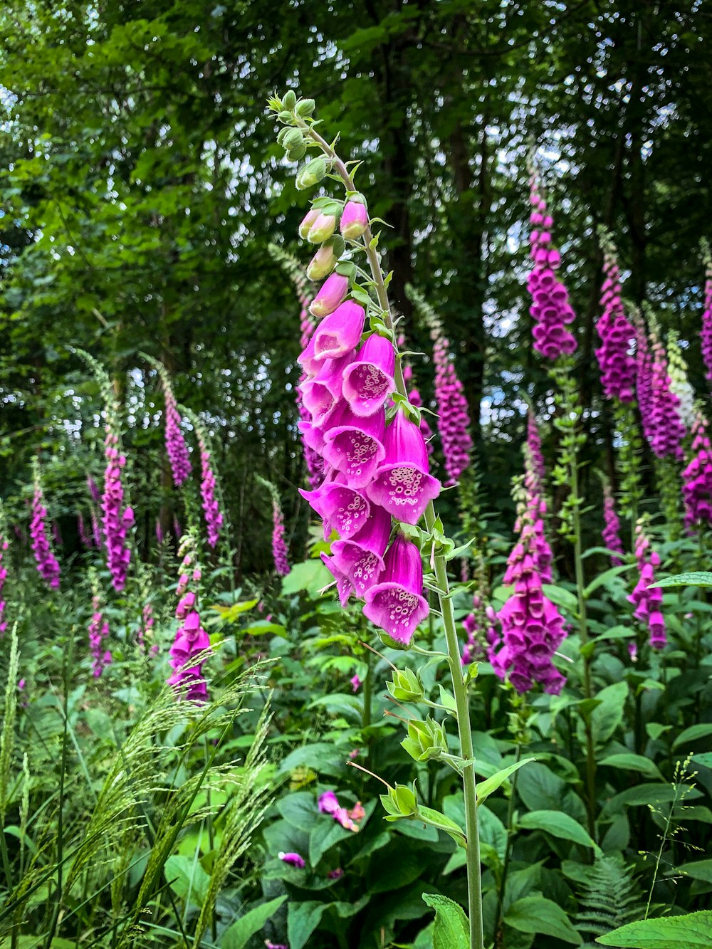 purple flowers with green leaves during daytime