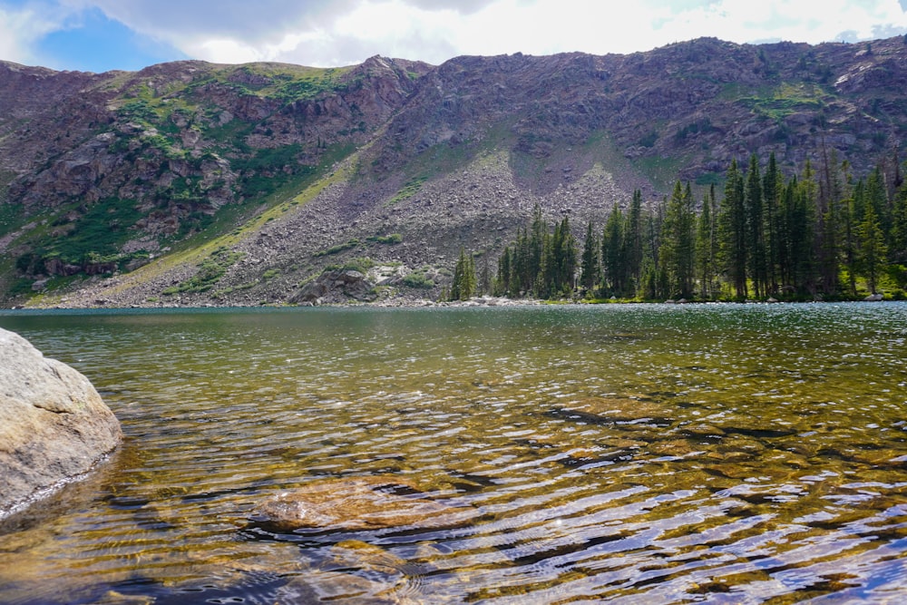 green trees near body of water during daytime