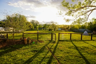 green grass field with trees under white clouds and blue sky during daytime