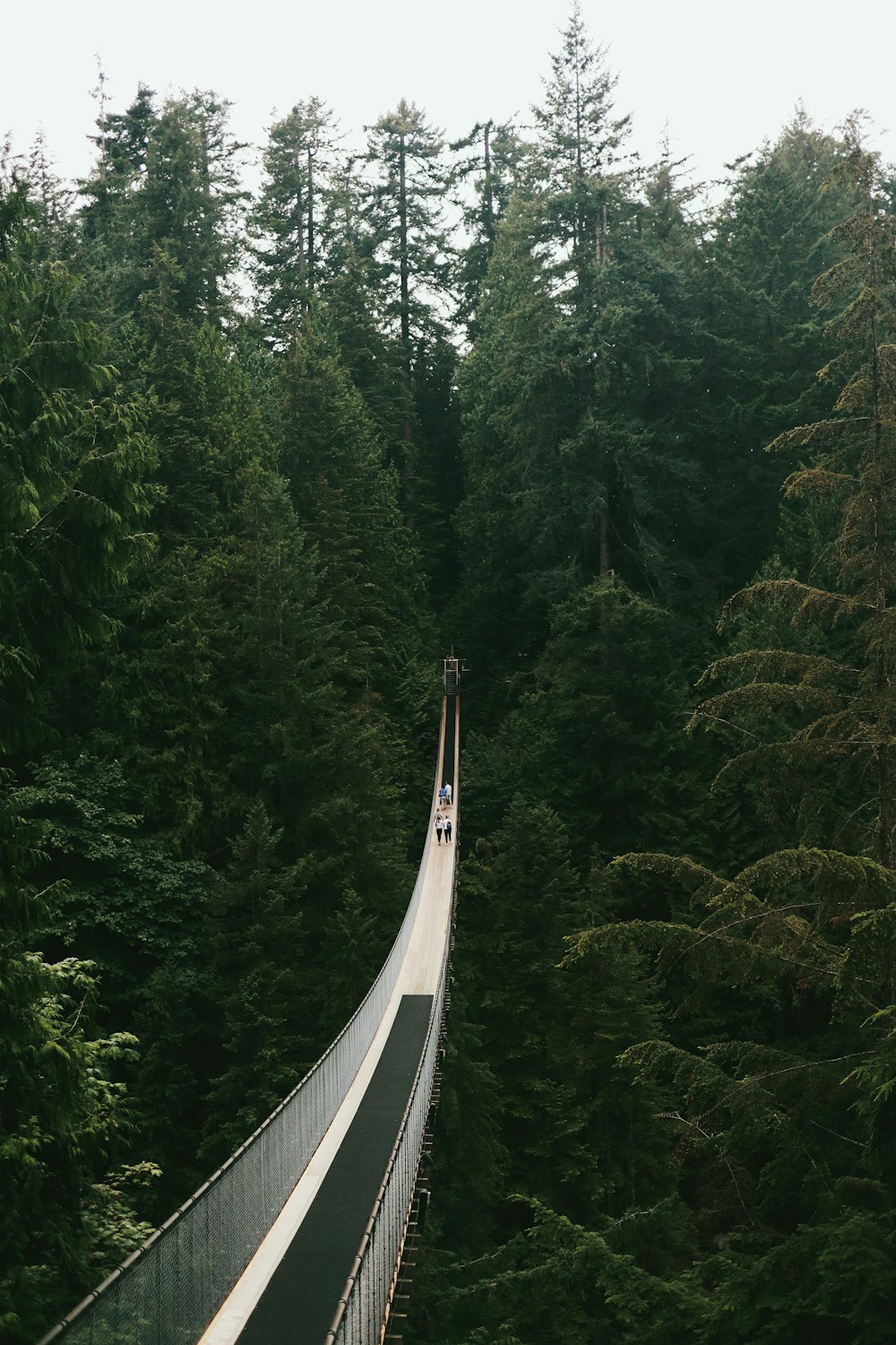 white bridge in the middle of forest