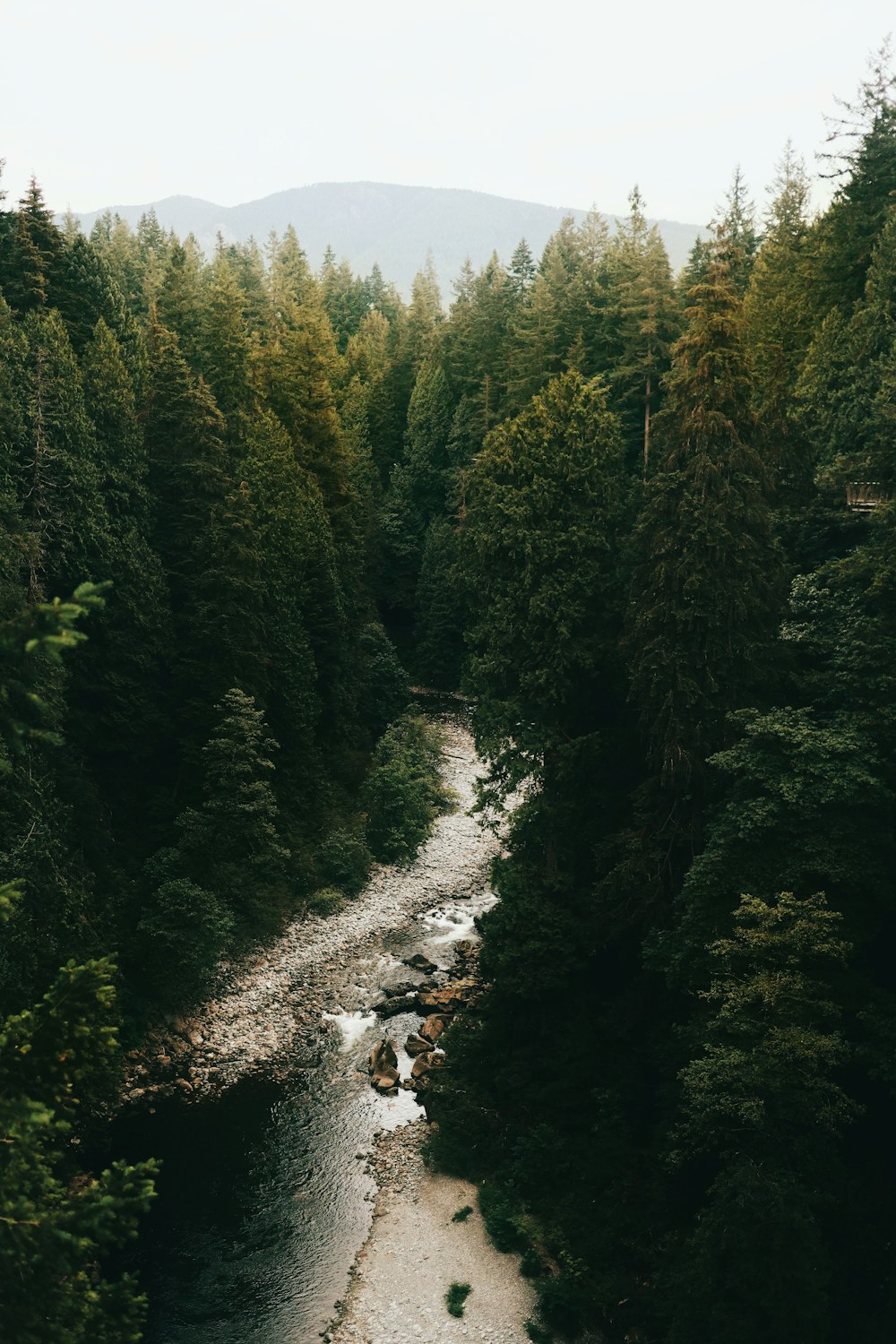 green trees beside river during daytime