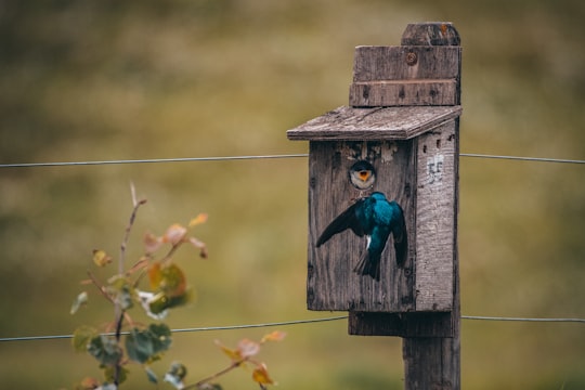 blue bird on brown wooden bird house in Smithers Canada