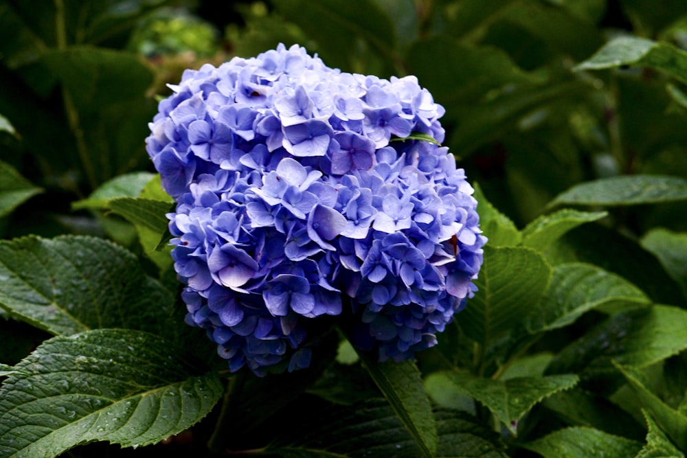 purple flower in macro shot