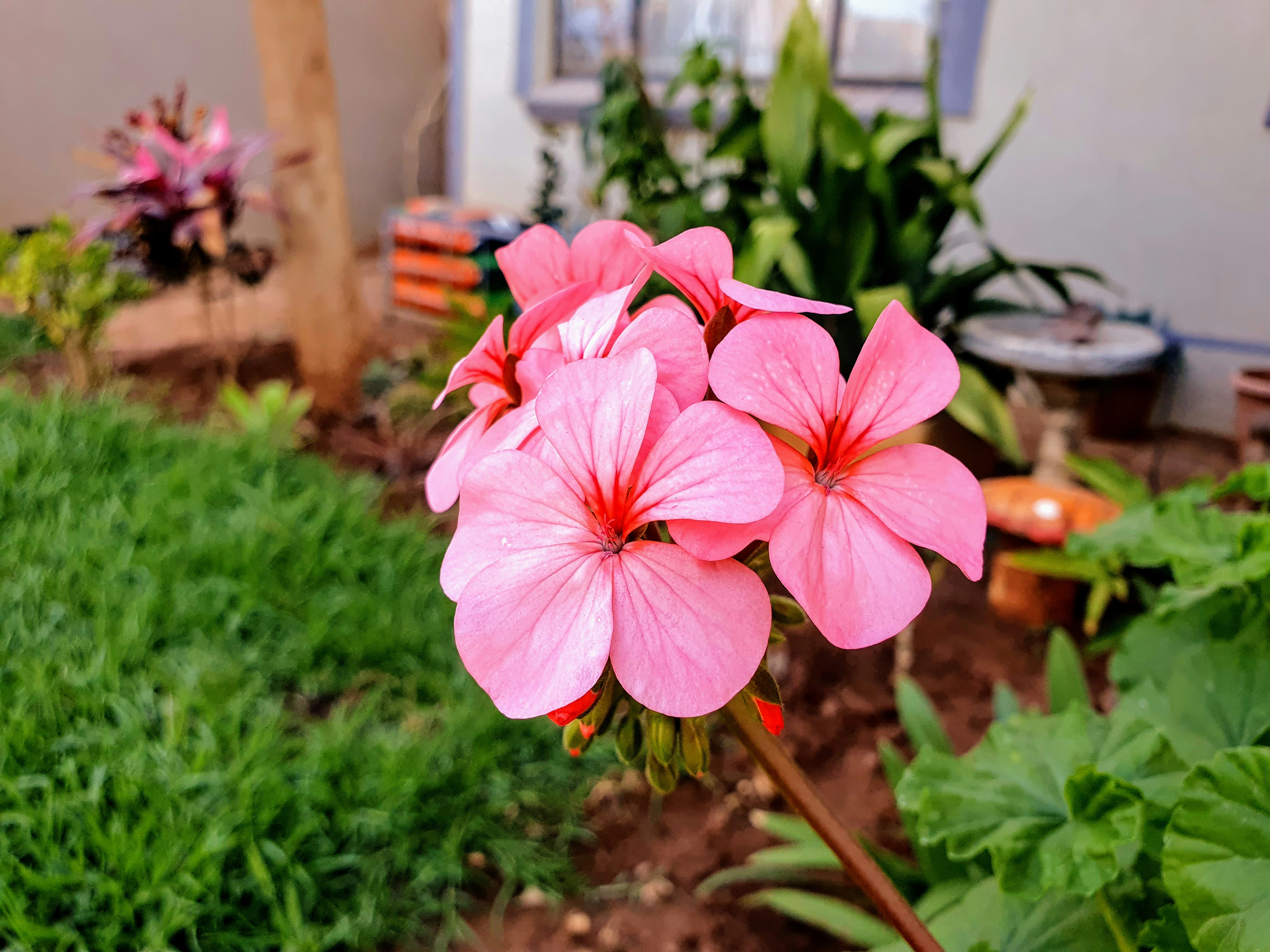 La Floreria