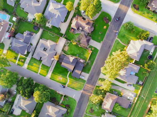 aerial view of green trees and white flowers