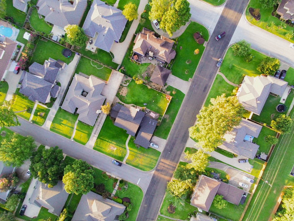 aerial view of green trees and white flowers