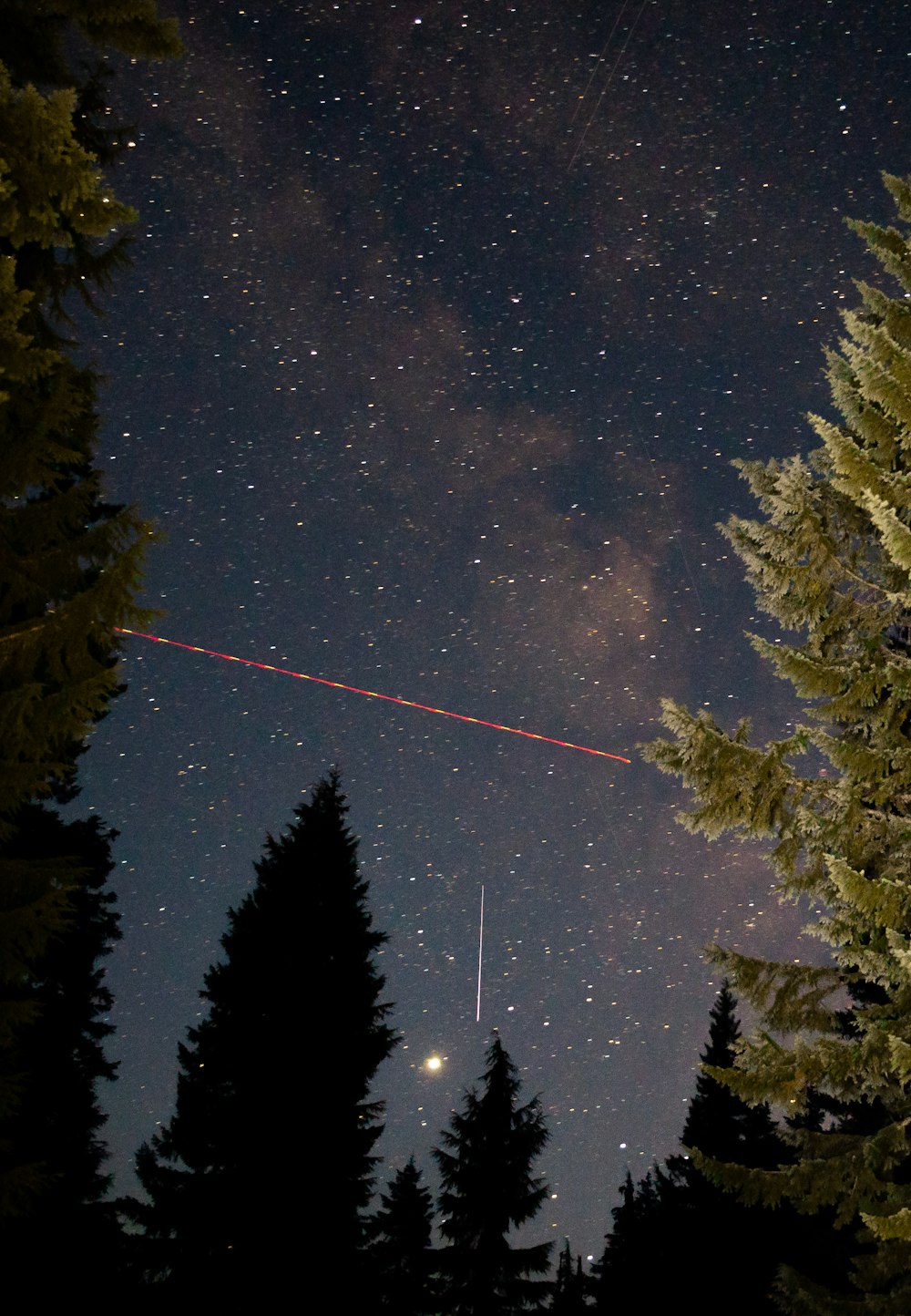 green pine tree under starry night