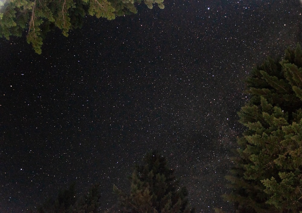 green trees under blue sky during night time