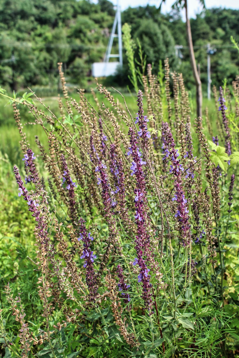 purple flower field during daytime