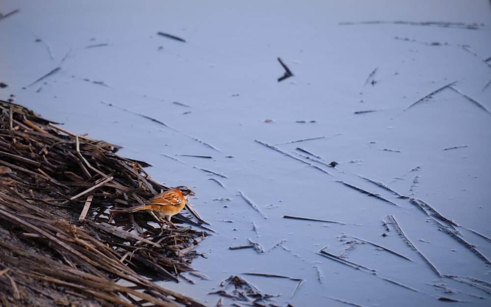 brown and black bird on water