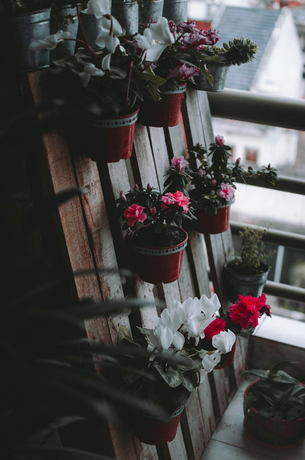 red and white flowers on red pot