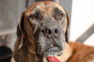Close-up of an American Staffordshire Terrier's expressive face, showcasing its gentle eyes and strong jawline.