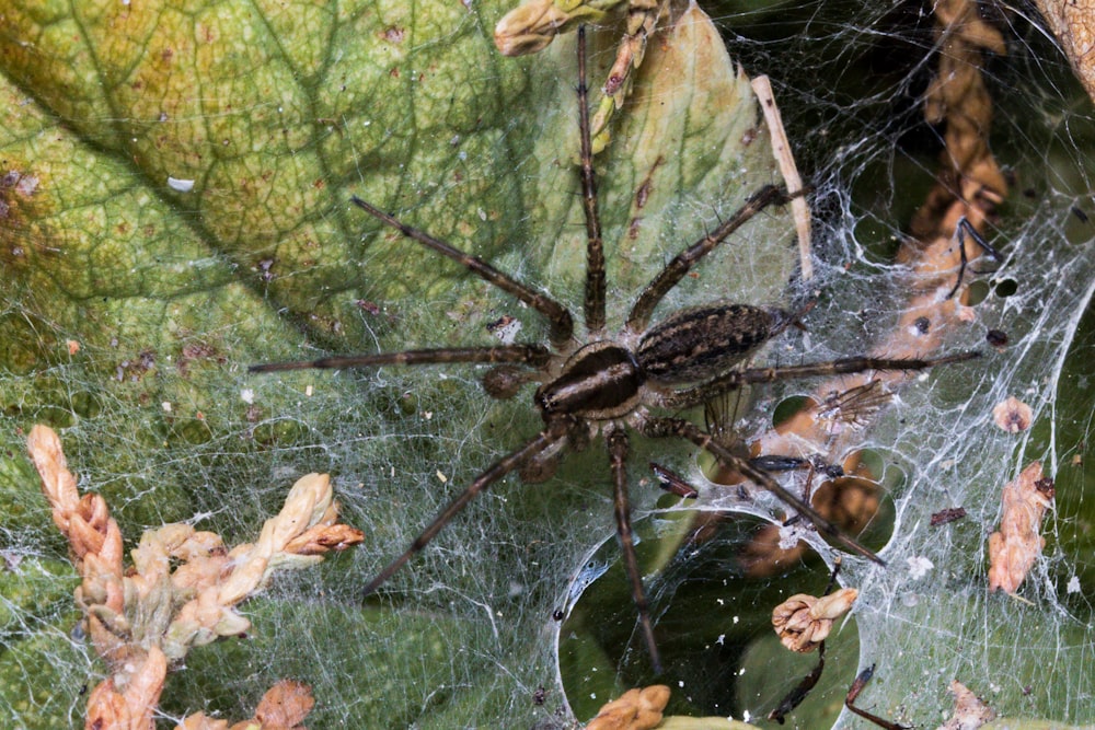 brown spider on spider web during daytime