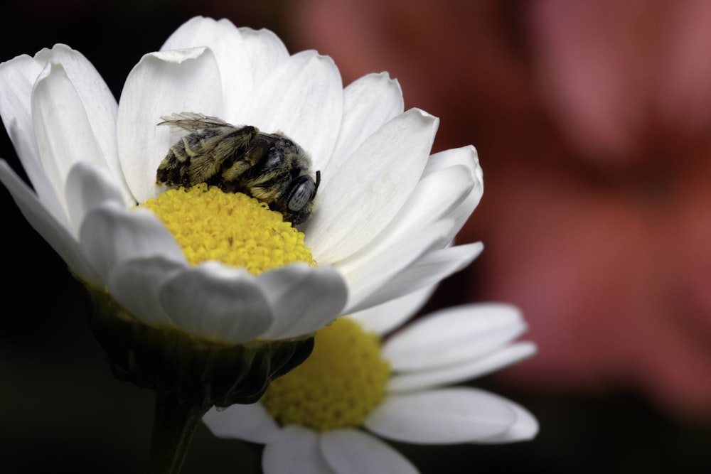 white and yellow flower with bee