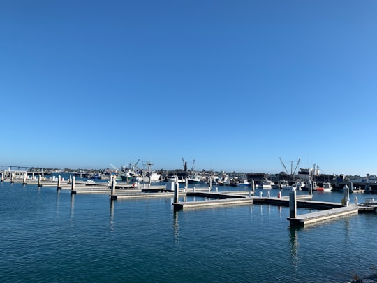 white and black boats on sea dock under blue sky during daytime in Ruocco Park United States