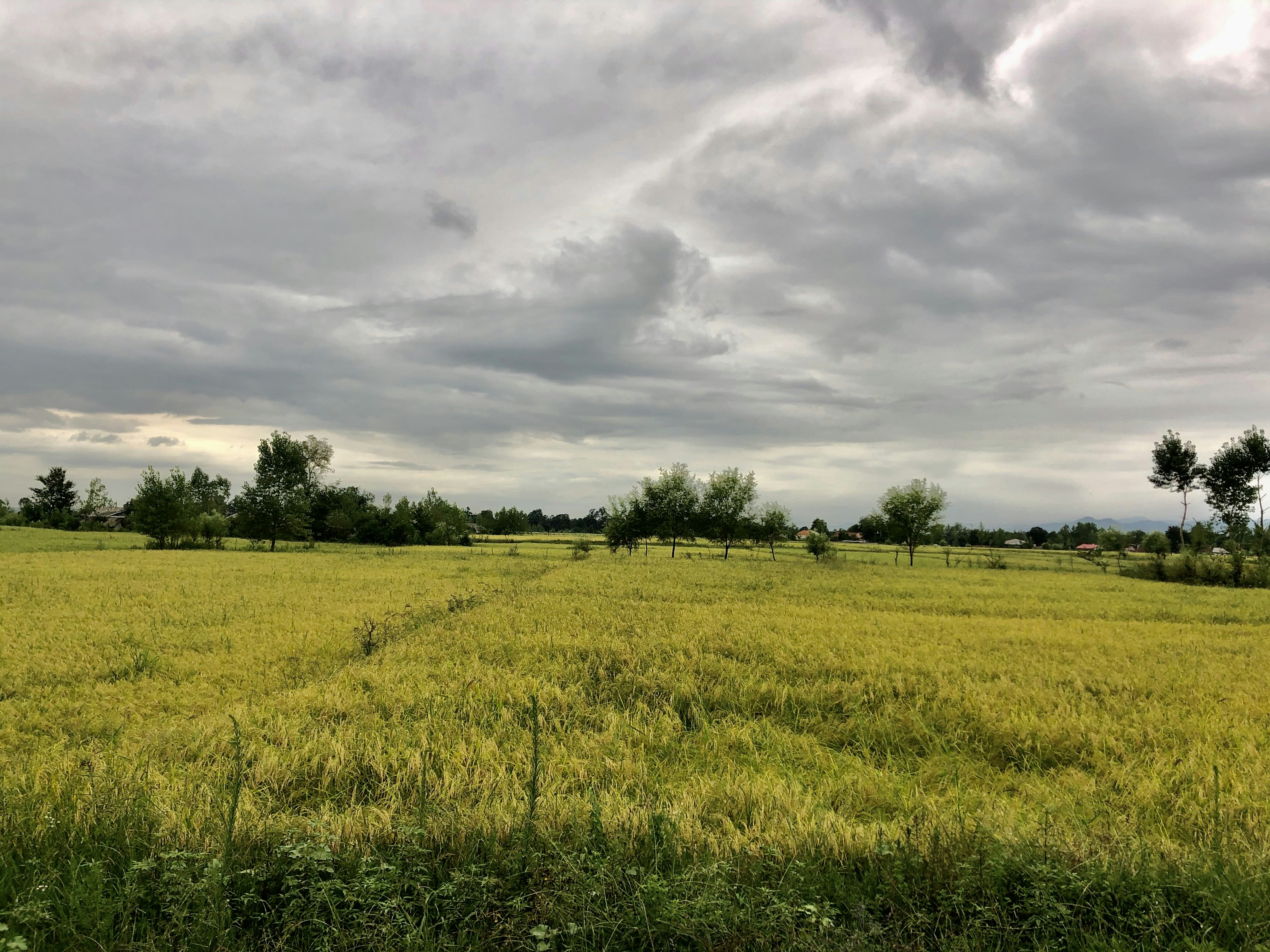 green grass field under cloudy sky during daytime