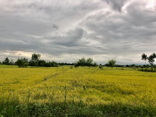 green grass field under cloudy sky during daytime in Gilan Iran