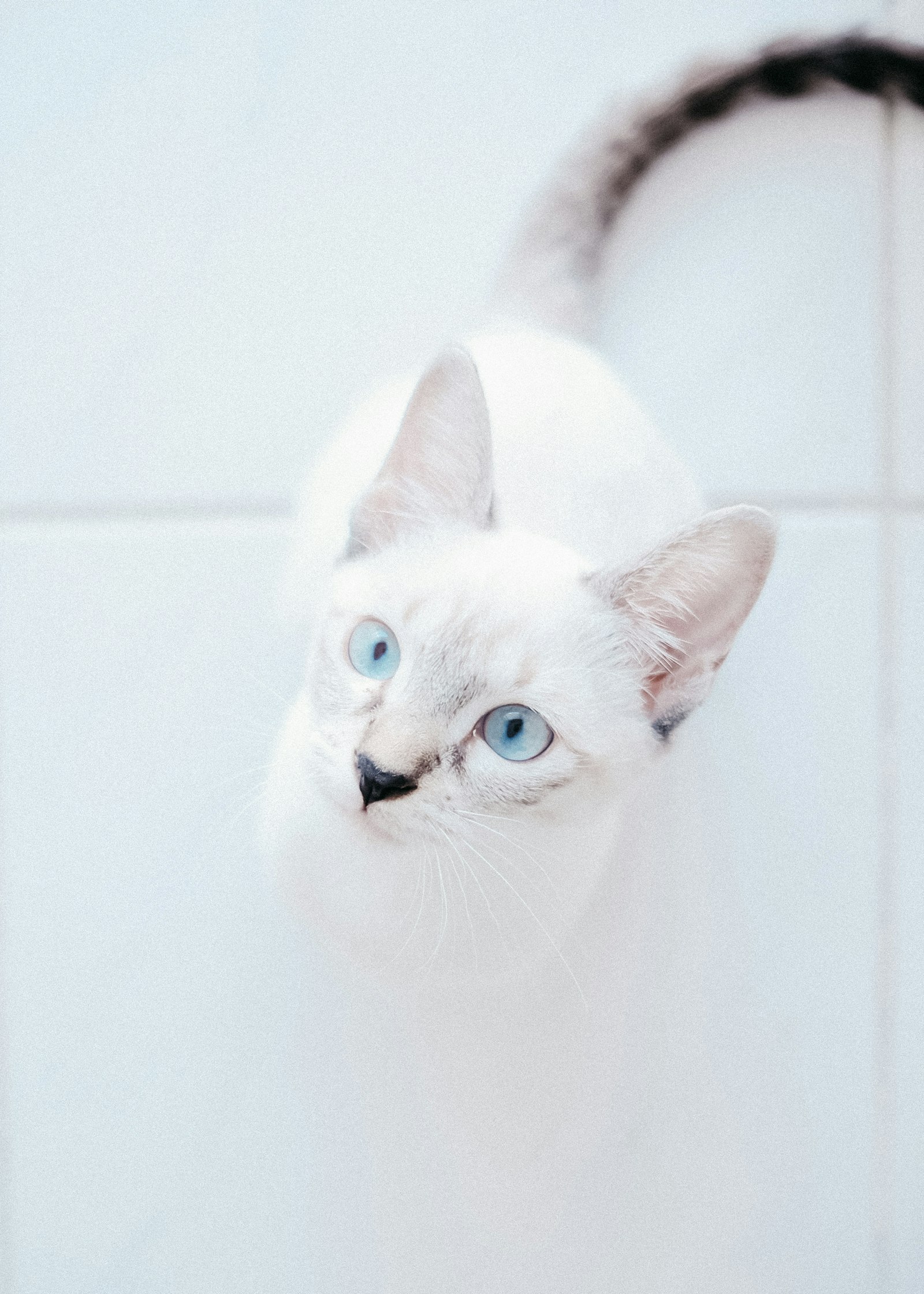 Fujifilm X-Pro2 sample photo. White cat with blue photography