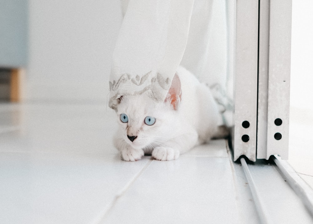 a white cat with blue eyes sitting on the floor