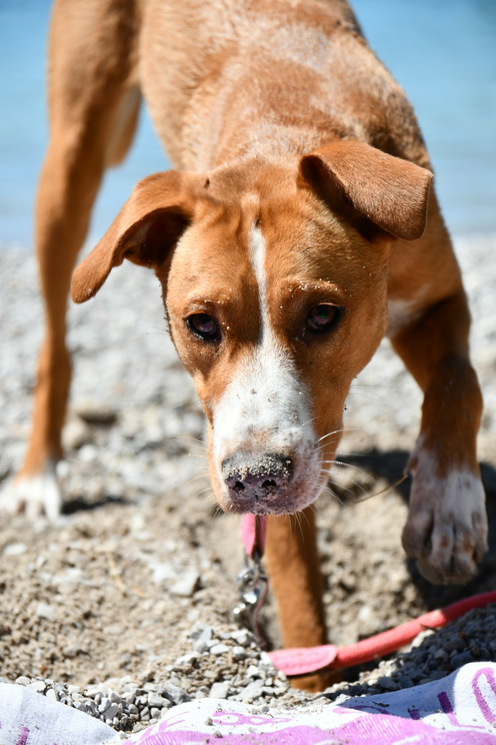 brown and white short coated dog on gray sand during daytime