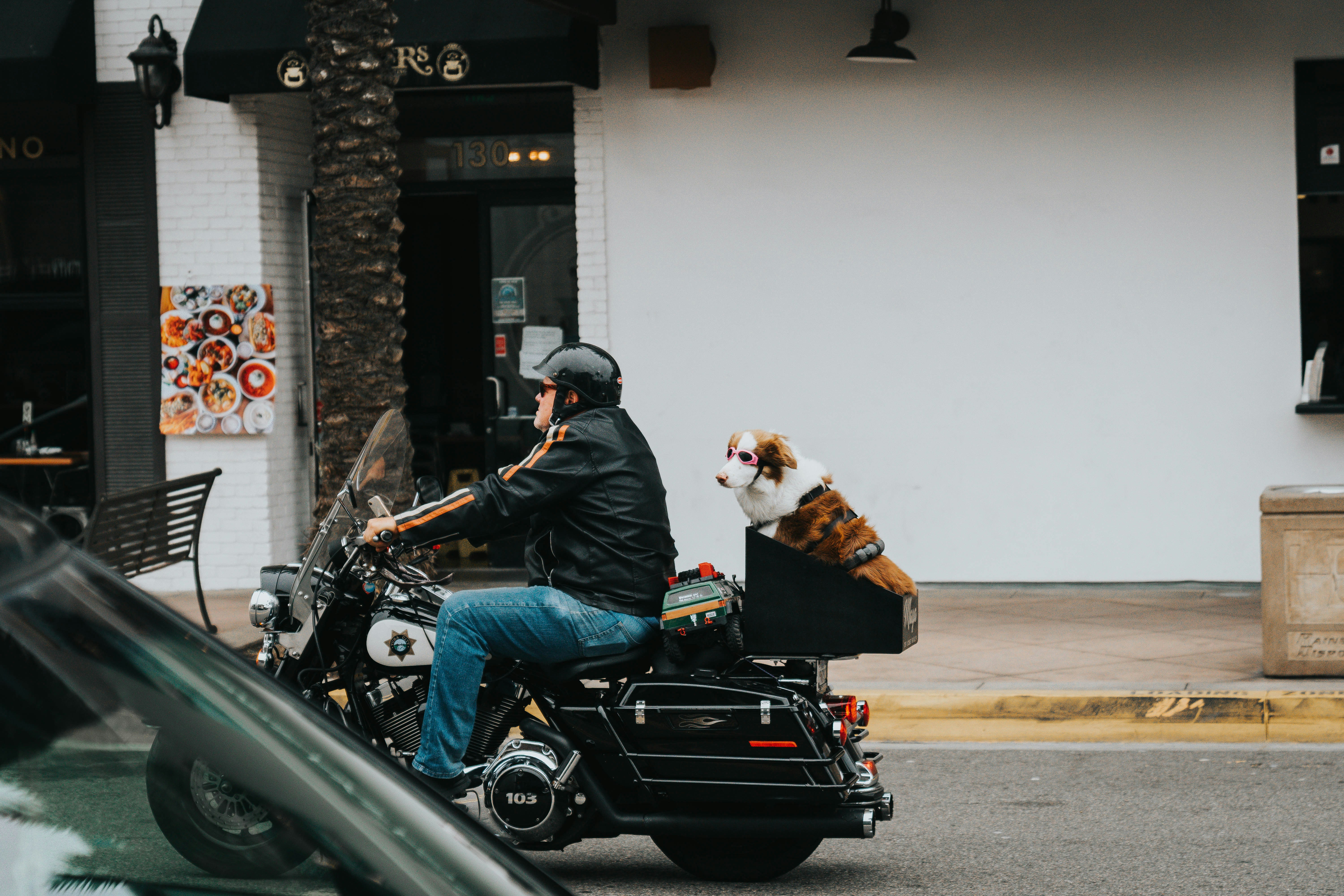 dog on motorcycle