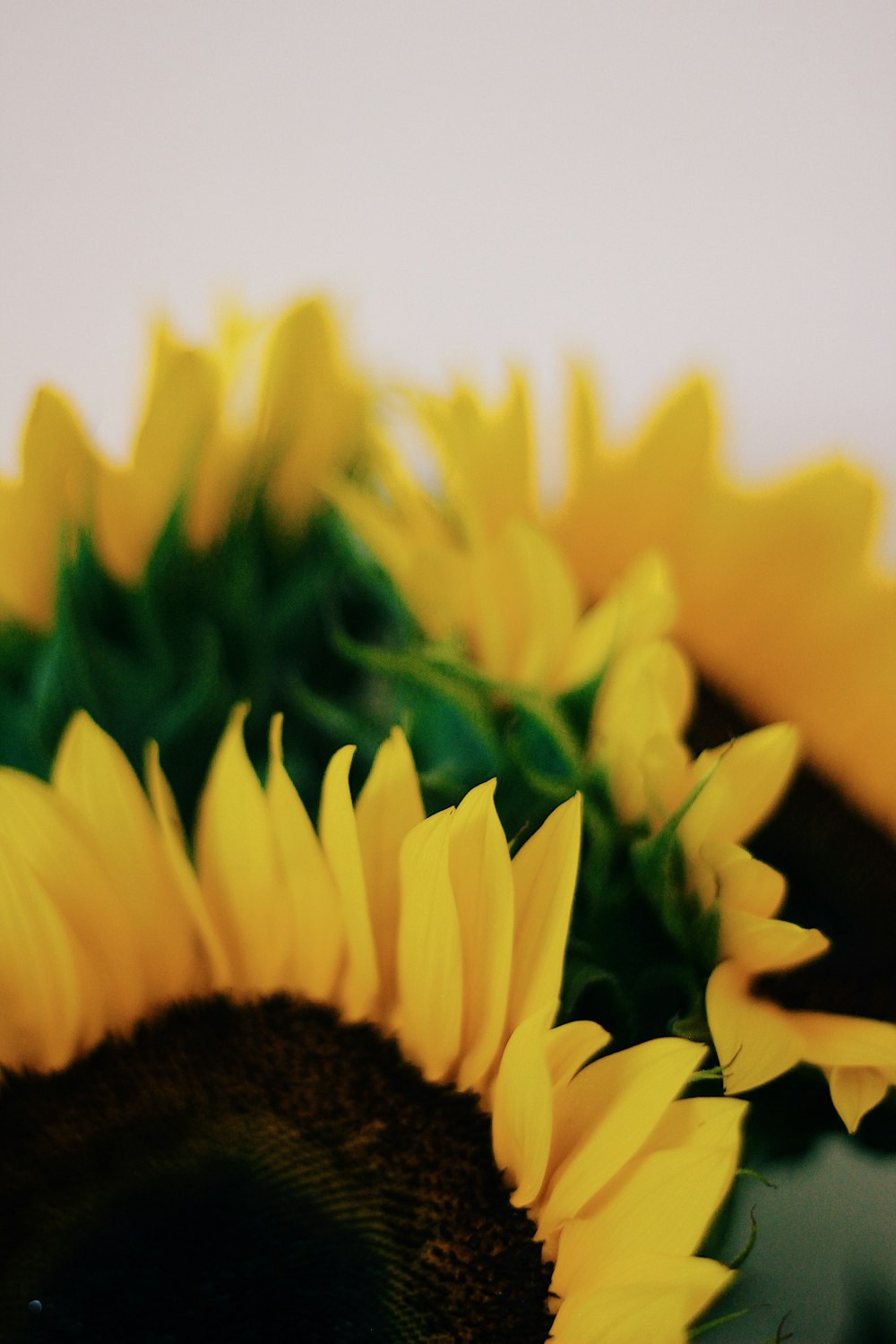 yellow and green flower in close up photography