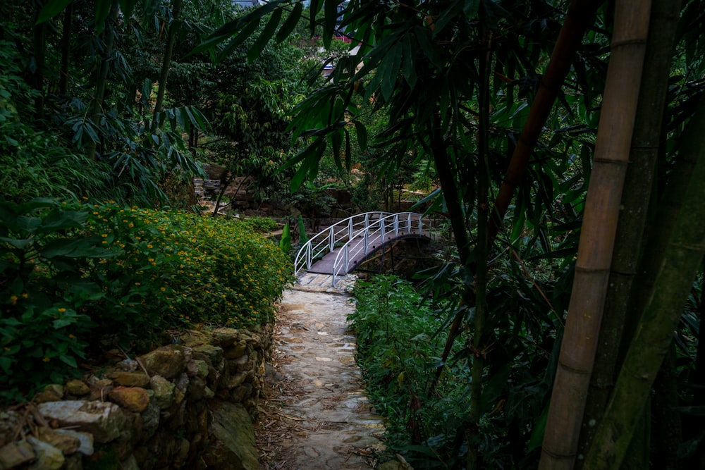 green and brown wooden bridge